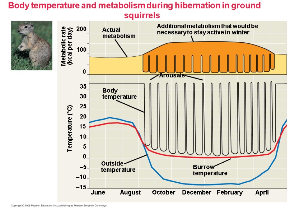 Body temperature and metabolism during hibernation in ground squirrels Additional metabolism that would be
